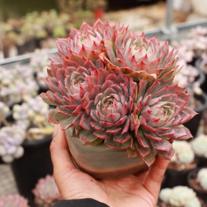 露养控养多肉植物新品林杰安娜大群生老桩一物一拍满48包邮11.30