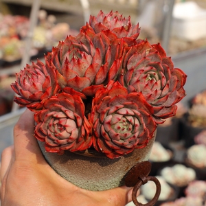 露养控养多肉植物新品林杰安娜群生老桩一物一拍48包邮3.11实拍