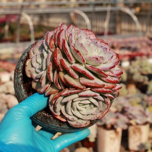 露养控养多肉植物新品勃朗峰群生老桩一物一拍满48包邮 12.2实拍