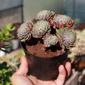 露养控养多肉植物紫风车纸风车木质老桩群生一物一拍48包邮10.28