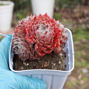 露养控养多肉植物海琳娜木质老桩无砍群生一物一拍满48包邮3.8拍
