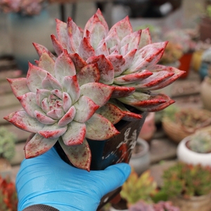 露养控养多肉植物原始卡罗拉塔帕帕群生老桩一物一拍满48包邮10.