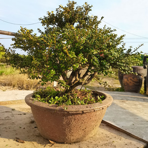 000人付款淘宝稀有高山珍珠黄杨鱼鳞木盆景室内桌面庭院净化空气招财