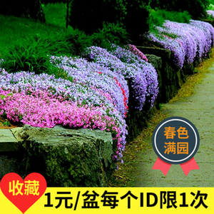 【江南]四季铺地芝樱多年生福禄考花苗庭院阳台宿根耐寒花卉室外