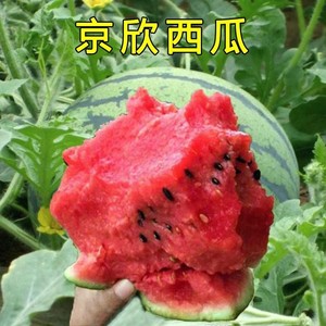 京欣一号西瓜种子四季播高产早熟红瓤西瓜种籽春季基地大西瓜种孑