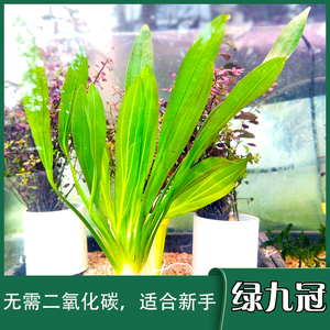 皇冠水草 绿九冠 免二氧化碳新手入门绿色鱼缸草缸水质净化罗贝利