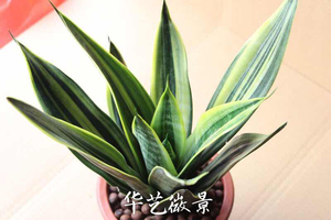 银叶兰金丝雀白金虎皮兰韩国进口新品虎耳兰虎尾兰金边兰水培绿植