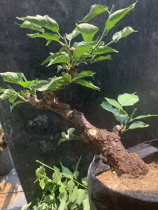 原生龙游梅梅花盆景小老桩 矮霸龙游梅 枝条自然弯曲 盆景相足