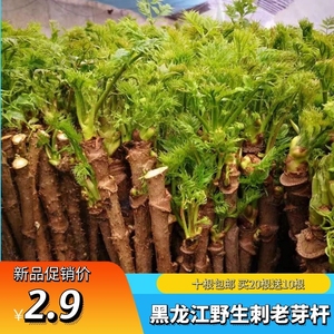 刺老芽树苗东北野生刺嫩芽杆现砍现发山野菜水培菜二十棵送十棵