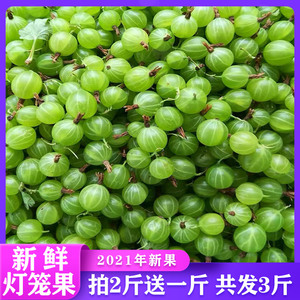 【东北灯笼果】东北灯笼果品牌,价格 - 阿里巴巴