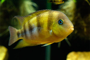 蓝眼公主 小型慈鲷 热带鱼 淡水鱼 中花旗海