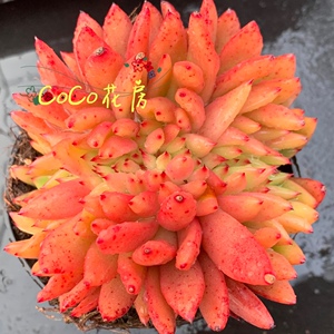 一物一拍红酒多肉缀化 红酒缀化多肉植物盆栽 精品多肉 coco花房