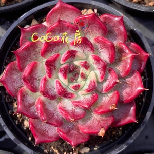 多肉植物沙罗姬