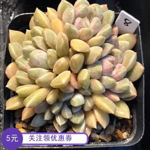 一物一拍鹅卵石多肉 实图拍摄 卵石群生多肉 2018.12.11 盆口7cm
