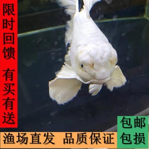 台湾贵妃狮子头龙头树根须球体短身普身石膏白蝴蝶鲤锦鲤黑彗星
