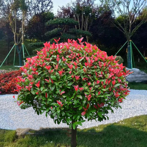 红叶石楠球树苗高杆大树球形石楠小苗庭院园林绿化苗室外常绿植物