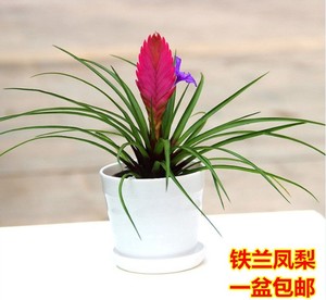 铁兰花紫花凤梨稀有品种室内铁兰盆栽净化空气吸甲醛绿植吊兰包邮