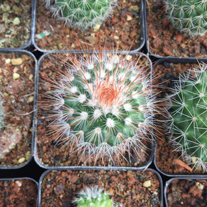 红刺猩猩丸仙人球盆栽室内植物防辐射仙人球开花实生多肉植物花卉