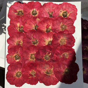 【标本相框玫瑰】标本相框玫瑰品牌,价格 - 阿里巴巴