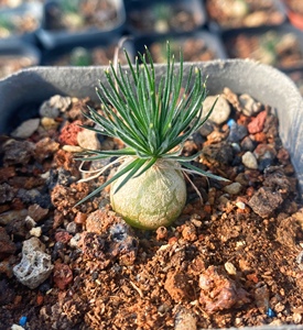 迷你海葱 南非稀有小球根ornithogalum sardienii