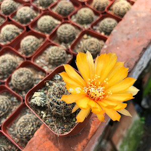 辉煌仙人球 丽花球属开黄花沙生多肉植物防辐射组合小盆栽