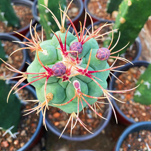 绯冠龙仙人球母本嫁接带柱狂刺仙人掌植物阳台防辐射多肉盆栽