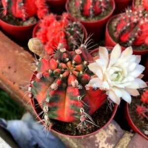 光辉牡丹锦自然锦 稀有开花仙人球 易养阳台美观多肉植物盆栽