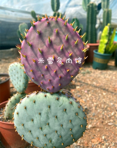 圣丽塔 仙人掌 稀有紫红色变色掌多肉植物 阳台花卉盆栽