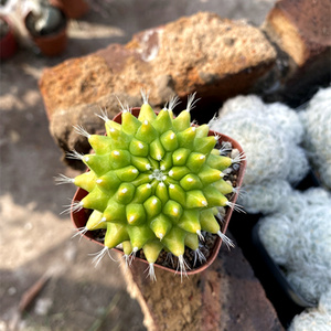 银春锦开花仙人球 桌面防辐射仙人掌类多肉植物小盆栽