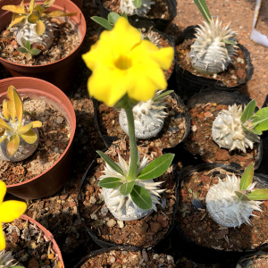 块根惠比大黑 夹竹桃科实生多肉植物奇趣小盆栽