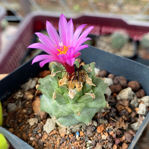 实生赤花娇丽仙人球 娇丽属播种养大turbinicarpus alonsoi