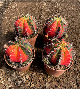 光辉牡丹锦仙人球 稀有开花易养自然锦吸甲醛多肉植物盆栽