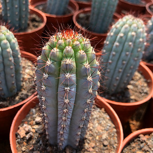 蓝色鸡腿仙人柱 自根蓝林柱进口仙人掌沙生植物 奇趣美观盆栽