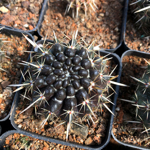 实生狮子王仙人球 硬刺开花大颗仙人掌防辐射多肉植物盆栽