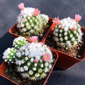 明日香姬仙人球