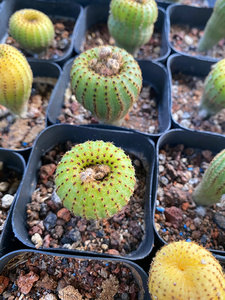 黄金黄体大型士童 实生仙人球易养活美观奇趣小盆栽