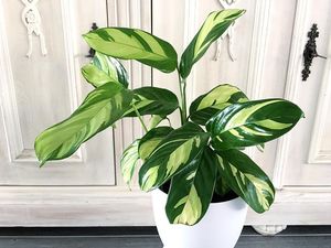 现货 ---   ctenanthe golden mosaic    黄金马赛克/ 巴西竹芋