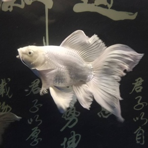 88心暖水族淘宝台湾蝴蝶鲤贵妃短身球体纯种活体白金龙凤长尾锦鲤