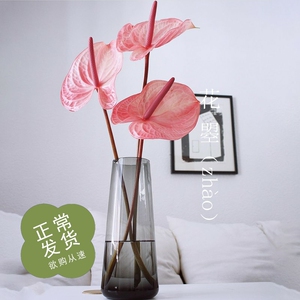 粉掌白掌植物室内水养红掌鹅掌红绿掌供佛鲜花鲜切花全国顺丰快递