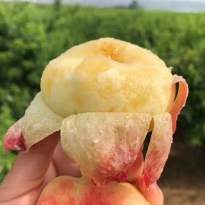 山东蒙阴沂蒙山蜜桃王母娘娘蟠桃咸摘现发包邮