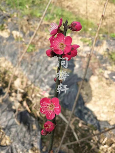 红千鸟朱砂梅单瓣红千鸟日本梅花原生红千鸟原生朱砂小苗梅花盆栽