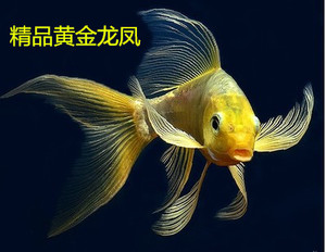 日本纯种活体黄金三色红白龙凤观赏鱼淡水锦鲤鱼苗龙凤包邮