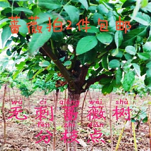 无刺蔷薇高1.0米粗2.5公分裸根嫁接月季砧木带根小白花棒棒糖杆子