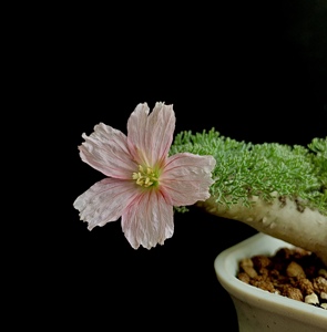 【多肉白皮月界】多肉白皮月界品牌,价格 - 阿里巴巴