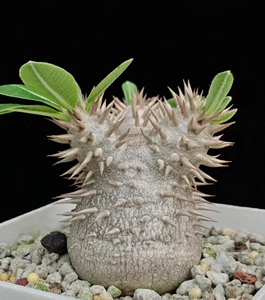 稀有多肉块根植物惠比大黑籽播实生非惠比须笑夹竹桃科棒槌树属