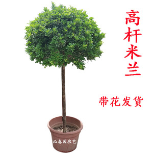 棒棒糖大米兰盆栽高杆造型树四季开花植物庭院小区别墅景观绿植