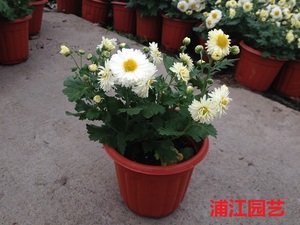 观赏菊花苗杭白菊胎菊贡菊绣球金丝皇菊泡茶盆栽花卉榕苗旗舰店4