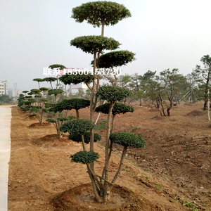 小叶女贞造型树女贞球棒棒糖庭院别墅厂区公园景观树高档绿化树木
