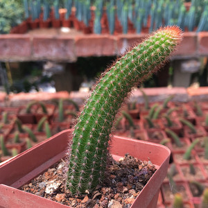 金妞仙人柱鼠尾柱仙人球仙人掌防辐射花卉绿植刺球植物小盆栽