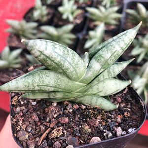 姬棒叶 迷你佛手 进口虎皮兰盆栽稀有虎尾兰